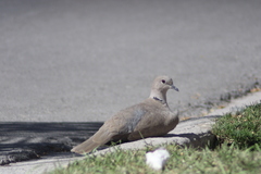 Streptopelia decaocto