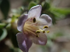 Lycium pallidum oligospermum