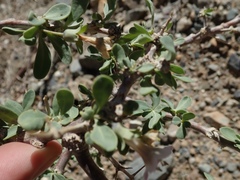 Lycium pallidum oligospermum