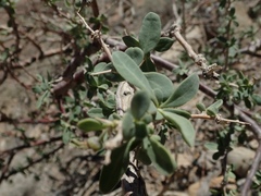 Lycium pallidum oligospermum
