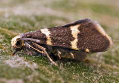 Lampronia flavimitrella