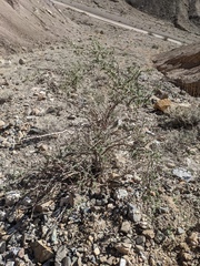 Lycium pallidum oligospermum