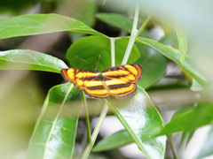 Pantoporia paraka