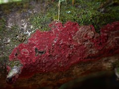 Hymenochaete sphaericola