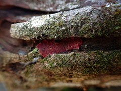 Hymenochaete sphaericola