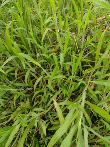 Ischaemum polystachyum
