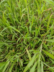 Ischaemum polystachyum