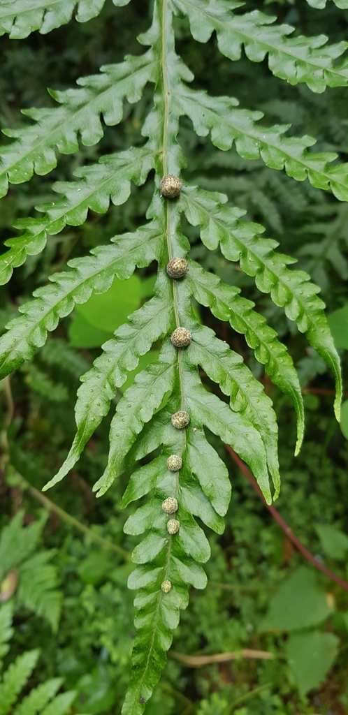Tectaria gemmifera
