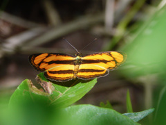 Pantoporia paraka