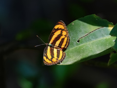 Pantoporia paraka