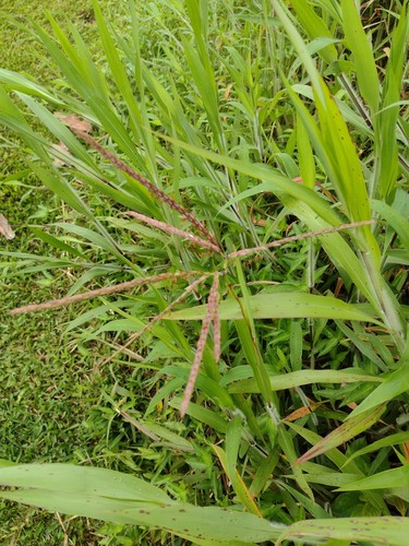 Ischaemum polystachyum