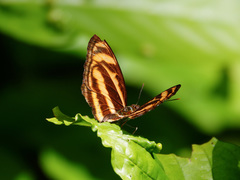 Pantoporia paraka