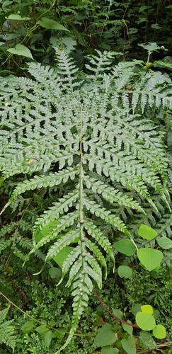 Image of Tectaria gemmifera by (c) Suvarna Parbhoo Mohan, some rights reserved (CC BY-SA)