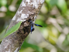 Allorhynchium argentatum