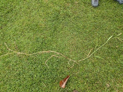 Ischaemum polystachyum