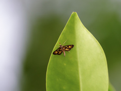 Physematia