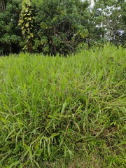 Ischaemum polystachyum