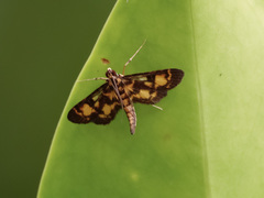 Physematia