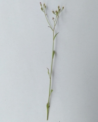 Cyanthillium cinereum