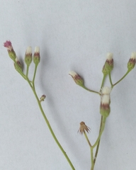 Cyanthillium cinereum
