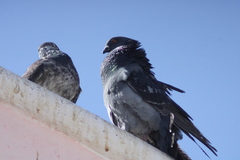 Columba livia