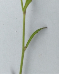 Cyanthillium cinereum