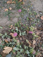 Hylotelephium spectabile