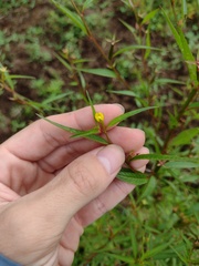 Ludwigia erecta