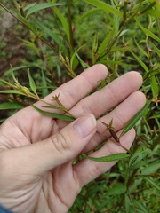 Ludwigia erecta