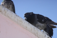 Columba livia