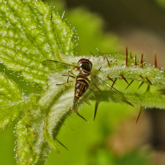 Allograpta obliqua