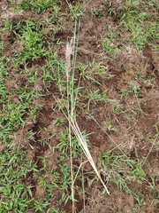 Andropogon bicornis