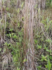 Schizachyrium condensatum