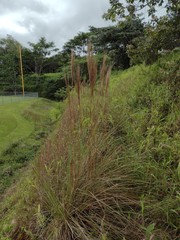 Andropogon bicornis