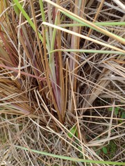 Andropogon bicornis
