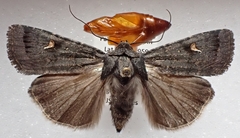 Proteuxoa comma