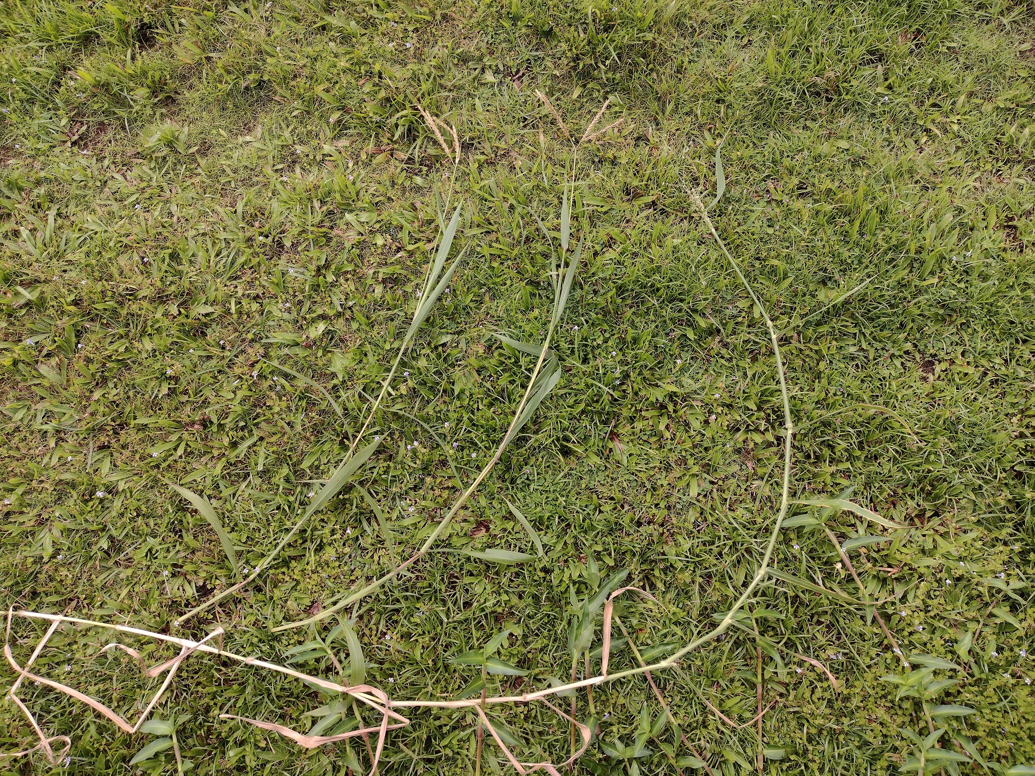 (c) Kevin Faccenda, certains droits réservés (CC BY) https://www.inaturalist.org/observations/108415141