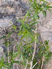 Brickellia longifolia multiflora