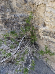 Brickellia longifolia multiflora