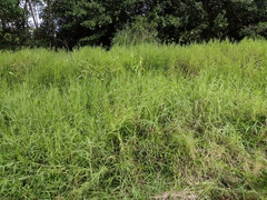 Ischaemum polystachyum