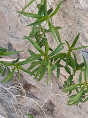 Brickellia longifolia multiflora