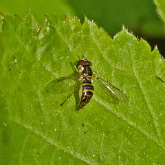 Allograpta obliqua