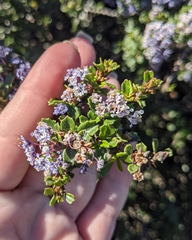 Ceanothus rigidus