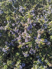 Ceanothus rigidus