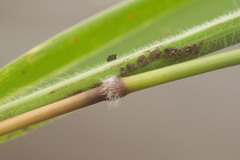 Ischaemum polystachyum