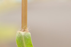 Ischaemum polystachyum