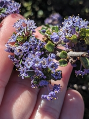Ceanothus rigidus