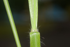 Ischaemum polystachyum