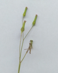 Emilia sonchifolia