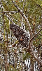 Banksia attenuata